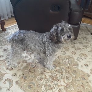 Meet your Posher, Holly